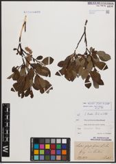 Salix bicolor Ehrh. ex Willd.